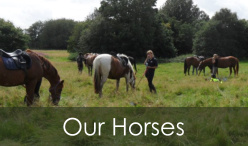 Our Horses